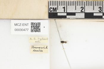 Media type: image;   Entomology 30477 Aspect: labels